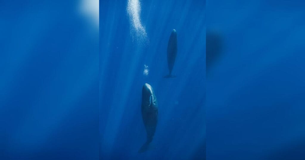 Sperm Whale at rest