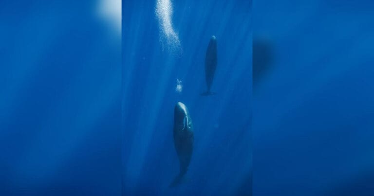 Sperm Whale at rest