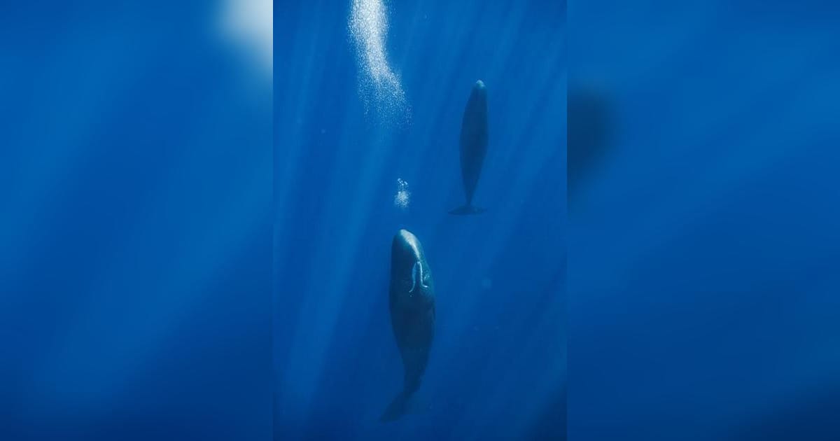 Sperm Whale at rest