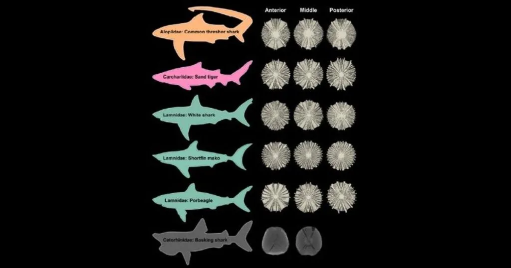 By examining the vertebrae of six shark species, researchers discovered that the spine is far more than a flexible support column. It’s a finely engineered biomechanical system designed to maximize strength, flexibility and swimming efficiency. (Image credit: Florida Atlantic University)