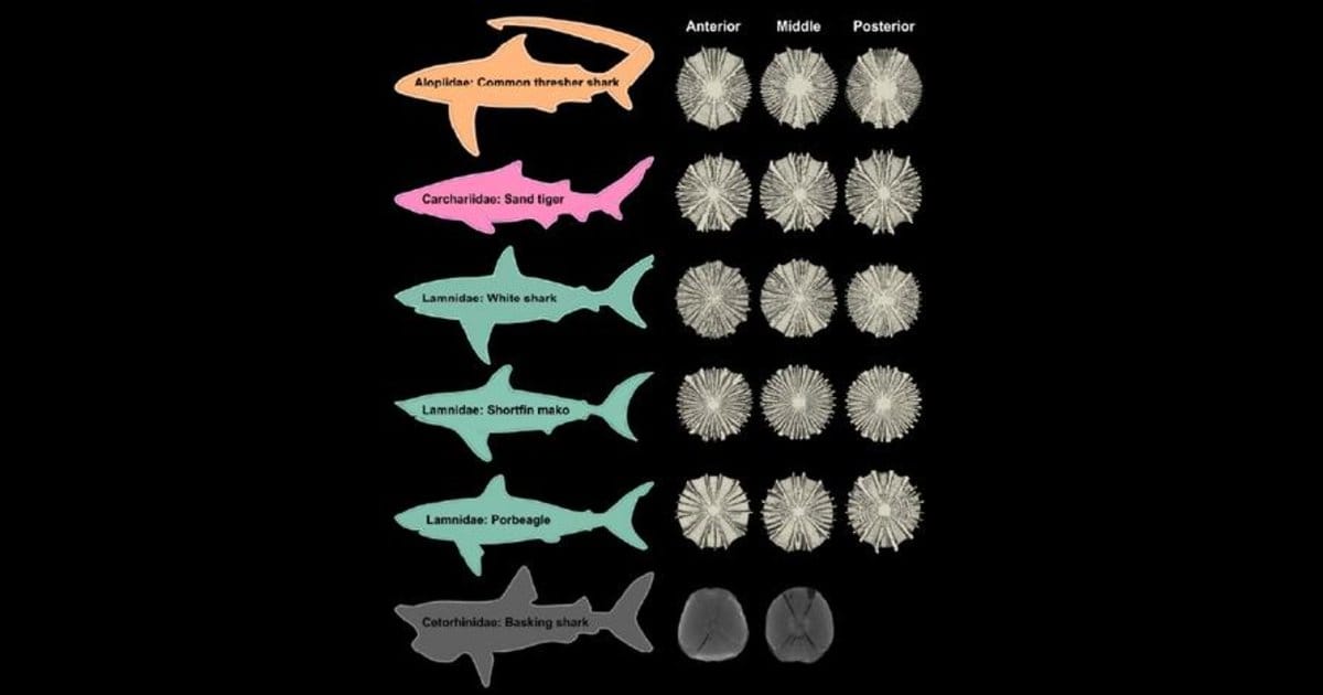 By examining the vertebrae of six shark species, researchers discovered that the spine is far more than a flexible support column. It’s a finely engineered biomechanical system designed to maximize strength, flexibility and swimming efficiency. (Image credit: Florida Atlantic University)