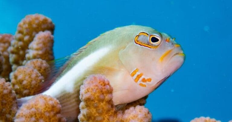 A small carnivorous arc-eye hawkfish (Paracirrhites arcatus). Predators like this species appear to flourish when cryptobenthic fishes are abundant near seabird-rich islands. (Image credit: Kathryn S. Christian)