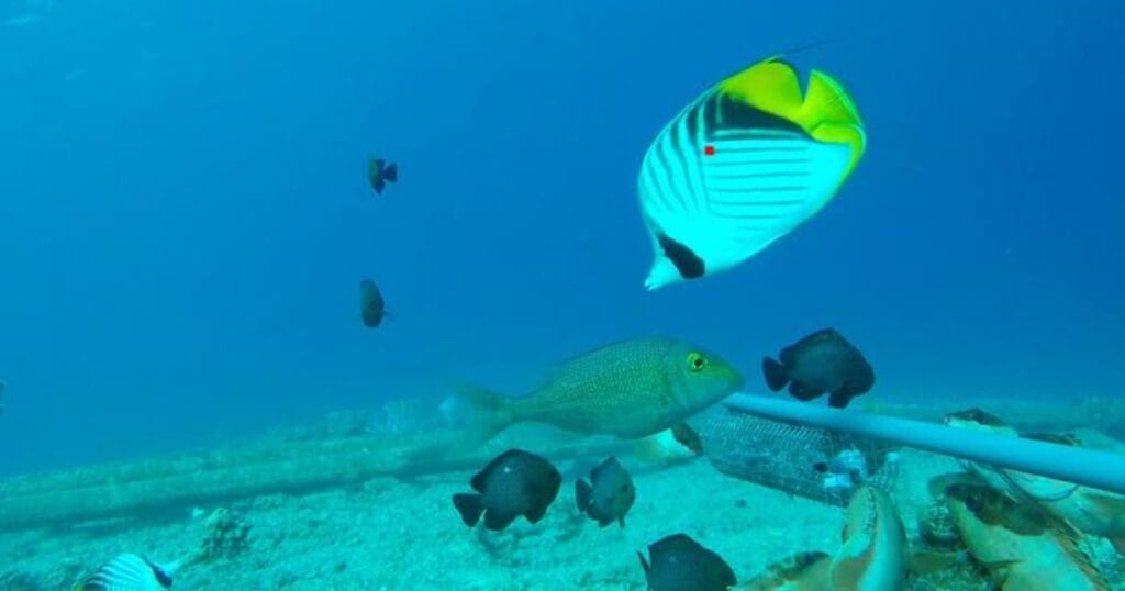 Chaetodon Auriga. (Image credit: Tel Aviv University)