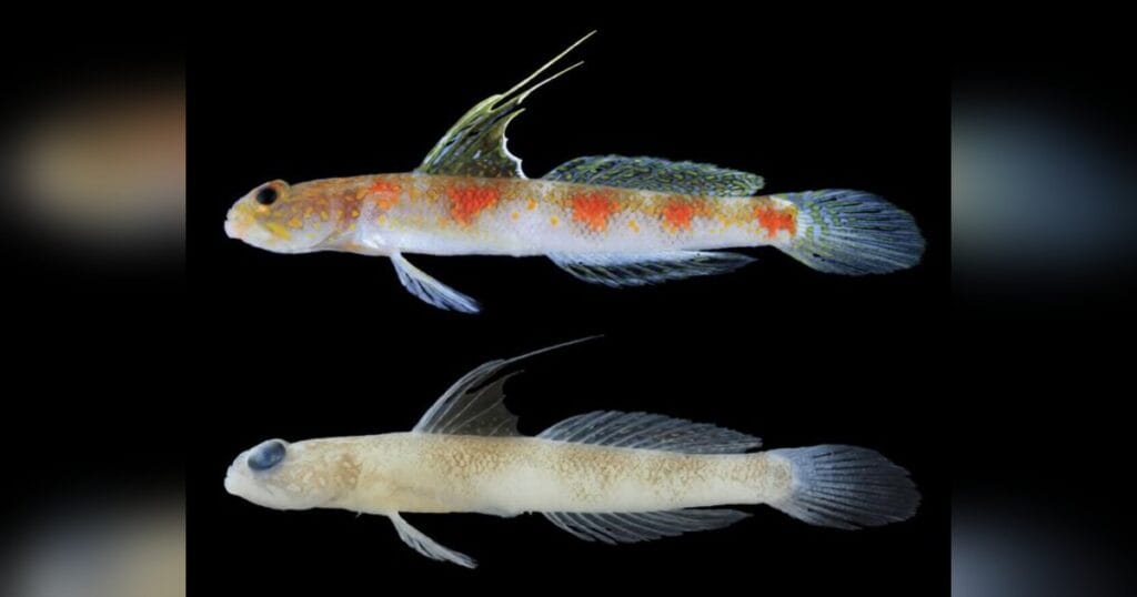 (Image credit: Kunto Wibowo et al., 2026)