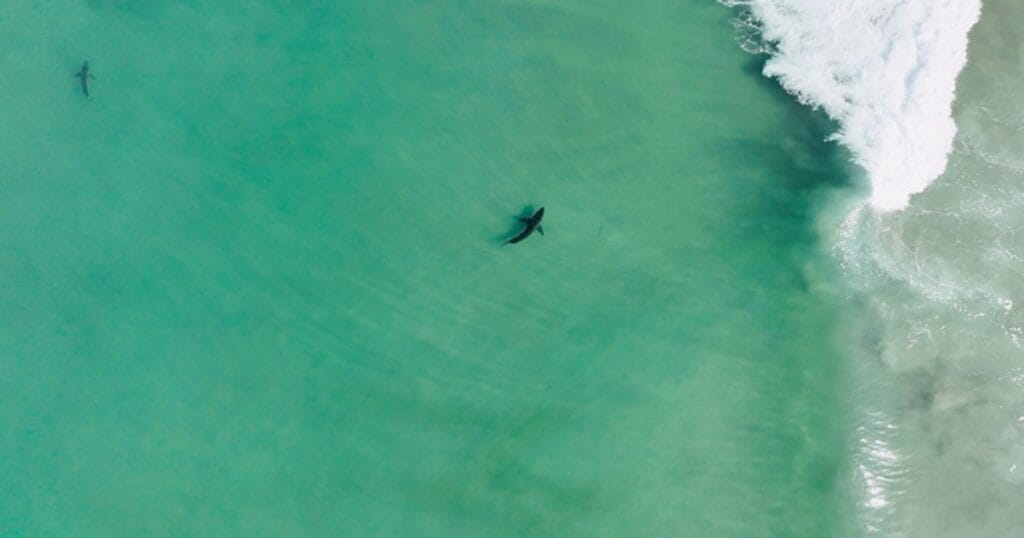 Two juvenile great white sharks swim along the coast of Torrey Pines on a calm day. According to Scripps PhD student Jack Elstner, young white sharks in this nursery area typically measure between 5 and 9 feet in length.