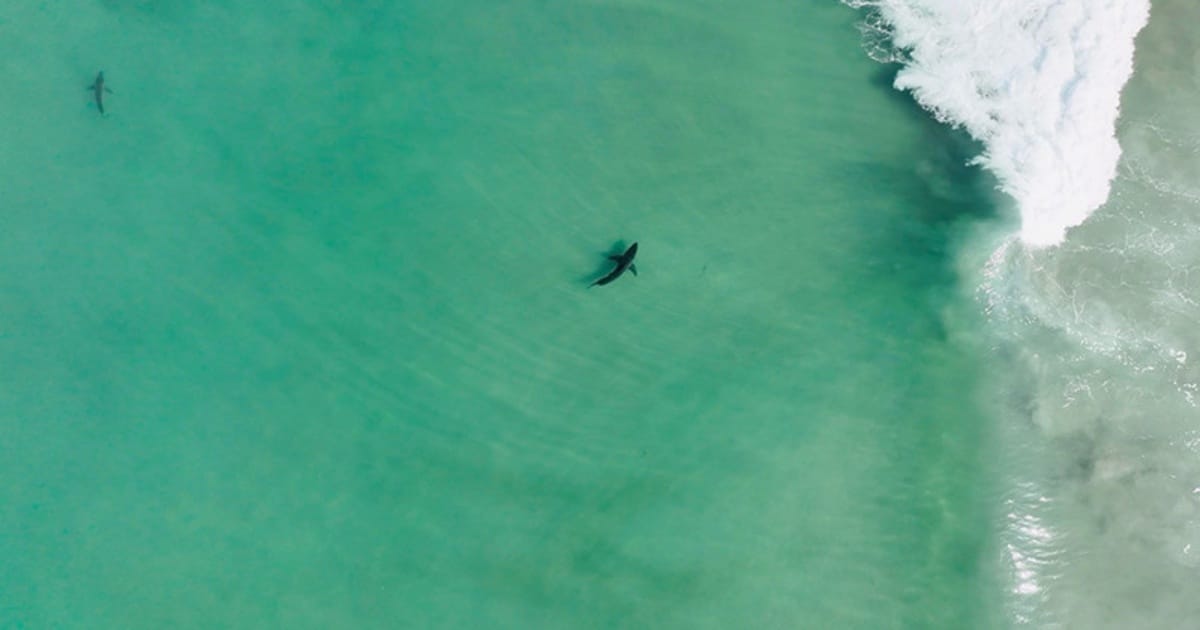 Two juvenile great white sharks swim along the coast of Torrey Pines on a calm day. According to Scripps PhD student Jack Elstner, young white sharks in this nursery area typically measure between 5 and 9 feet in length.