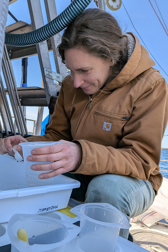 Senior Research Scientist Karen Stamieszkin picks out Calanus from a water sample on their spring research cruise to experiment with methods and get some preliminary data. (Image credit: Cath Mitchell)