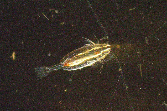 Micrographs of Calanus finmarchicus, one of the species of copepod that the research team is focused on to understand the relationship between satellite ocean color observations and the pigment astaxanthin. (Image credit: Karen Stamieskin, Reyes Martín Rodgríguez, and Farley Miller)