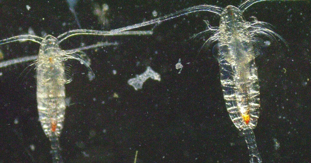Micrographs of Calanus finmarchicus, one of the species of copepod that the research team is focused on to understand the relationship between satellite ocean color observations and the pigment astaxanthin (Image credit: Karen Stamieskin, Reyes Martín Rodgríguez, and Farley Miller)