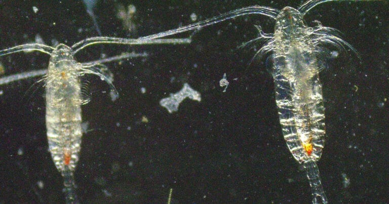 Micrographs of Calanus finmarchicus, one of the species of copepod that the research team is focused on to understand the relationship between satellite ocean color observations and the pigment astaxanthin (Image credit: Karen Stamieskin, Reyes Martín Rodgríguez, and Farley Miller)