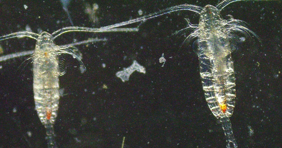 Micrographs of Calanus finmarchicus, one of the species of copepod that the research team is focused on to understand the relationship between satellite ocean color observations and the pigment astaxanthin (Image credit: Karen Stamieskin, Reyes Martín Rodgríguez, and Farley Miller)