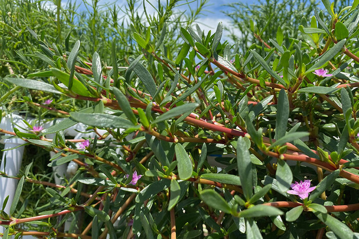 Marsh plants, like sea purselane, will be a component of the Harbor Branch Seagrass Nursery expansion. (Image credit: FAU)