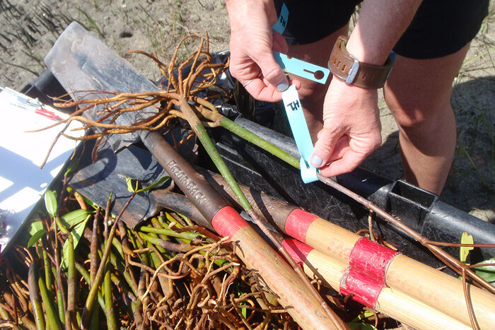 Tagging of mangrove propagules that are being prepared for a planting project. (Image credit: FAU)
