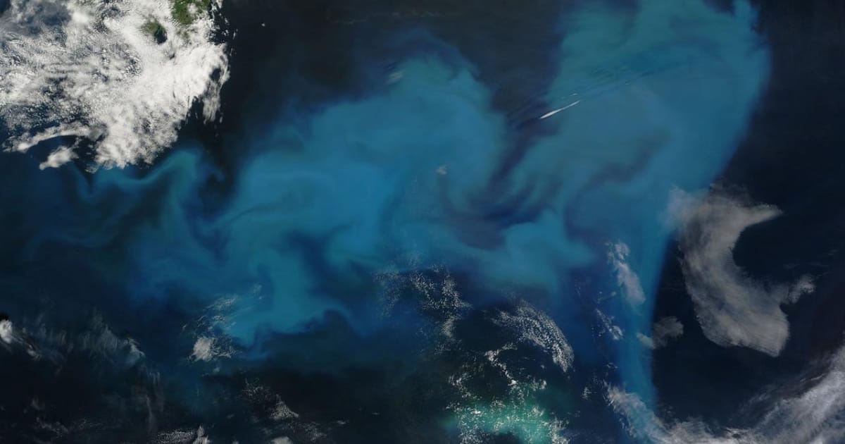 A phytoplankton bloom pictured off the coast of Newfoundland. (Credit: NASA/GSFC/Jeff Schmaltz/MODIS Land Rapid Response Team)