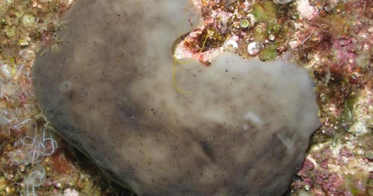Specimen of the chicken kidney sponge Chondrosia reniformis transplanted into the harbor (Image credit: Carlota Escarré)