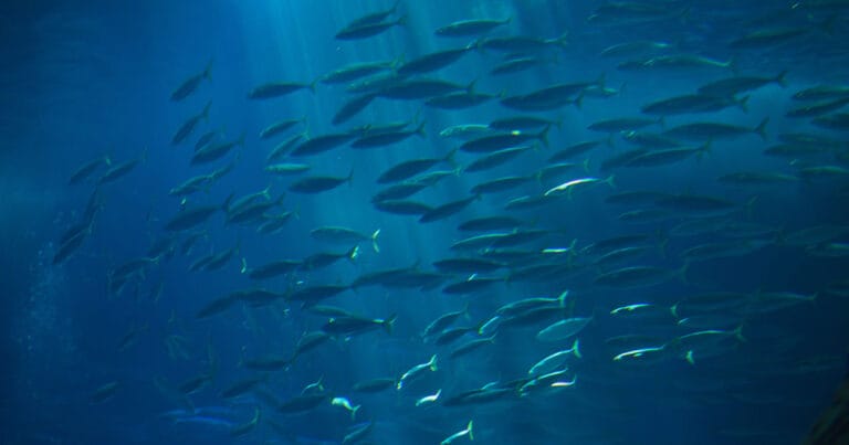Atlantic Mackerel