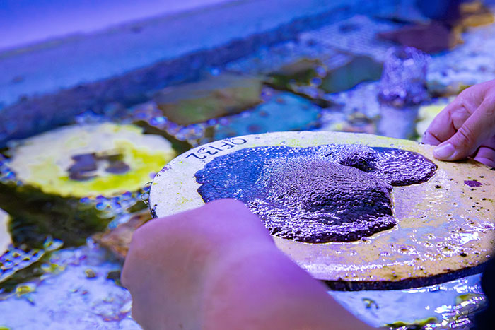 Mote's International Coral Gene Bank