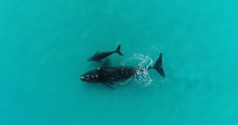 Mother calf swimming