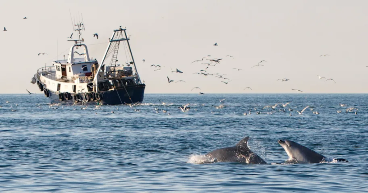 Two bottlenose dolphins follow a midwater trawler in the waters of Veneto, Italy. Photograph by Dolphin Biology and Conservation.