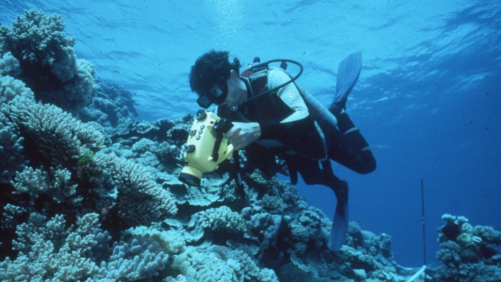 Early video transects for LTMP. (Image credit: AIMS)
