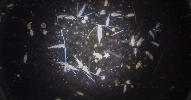 Zooplankton Communities