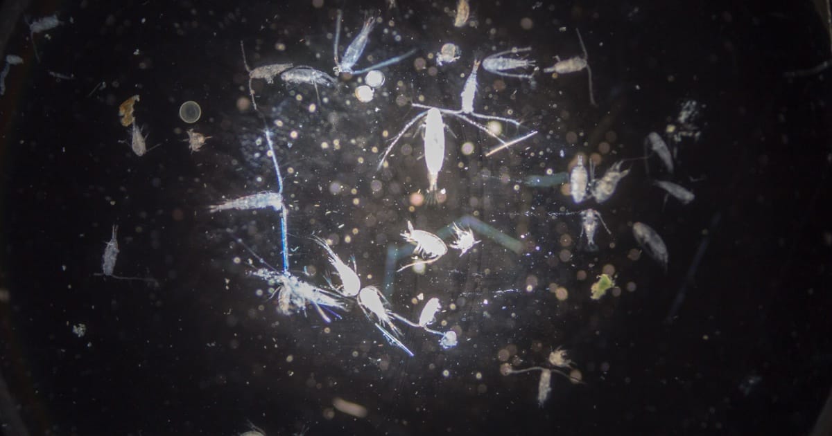 Zooplankton Communities