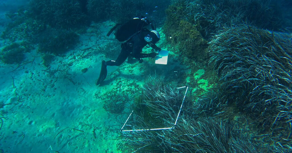 Restoring Mediterranean Seagrass Meadows