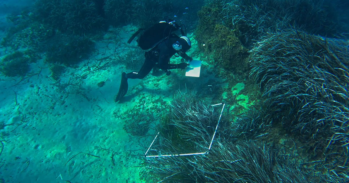 Restoring Mediterranean Seagrass Meadows