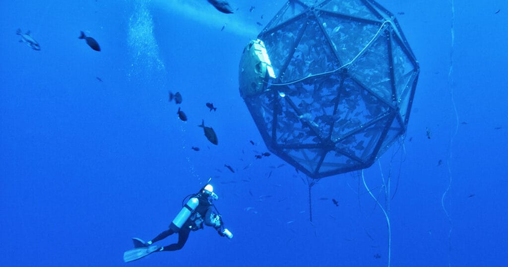Ocean Era’s prior Velella Beta-test demonstration project in Hawai’i attracted an abundance of pelagic fish species around the array. The project cultured a single cohort of fish over an 8-month period.