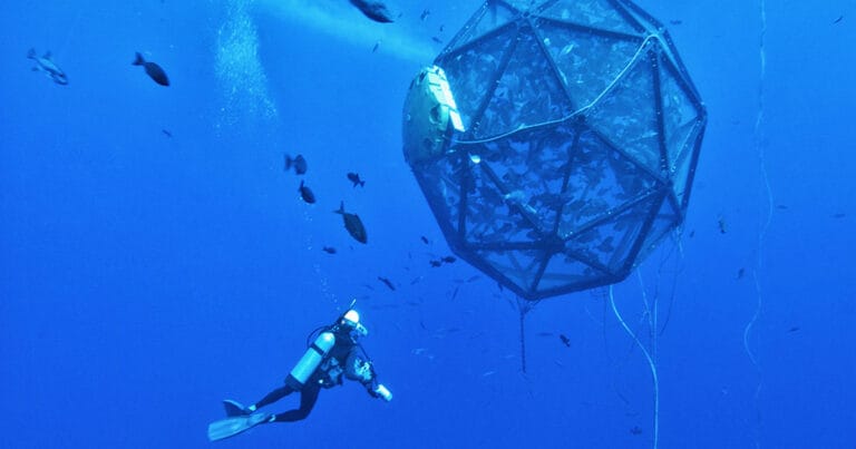 Ocean Era’s prior Velella Beta-test demonstration project in Hawai’i attracted an abundance of pelagic fish species around the array. The project cultured a single cohort of fish over an 8-month period.