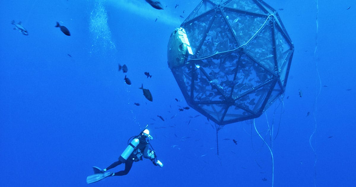 Ocean Era’s prior Velella Beta-test demonstration project in Hawai’i attracted an abundance of pelagic fish species around the array. The project cultured a single cohort of fish over an 8-month period.
