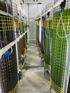 Ward produces several algae species, for both research and farming purposes. (Image credit: Dan Ward)