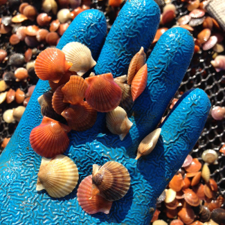 Hatcheries produce shellfish seed (bay scallops pictured here) to be grown on farms later on. (Image credit: Dan Ward)