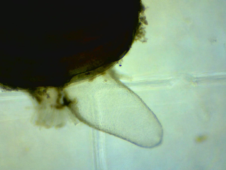 A hard clam filters Schizochytrum sp. cells, a heterotrophic kind of microalgae. (Image credit: Dan Ward)