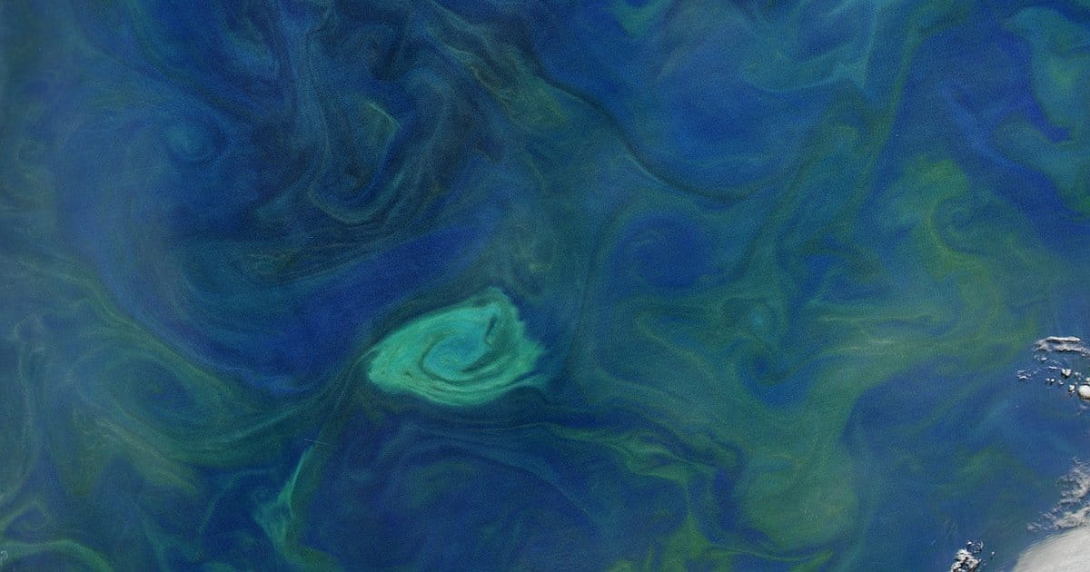 A phytoplankton-brightened cyclonic eddy swirling in the Tasman Sea, captured by Aqua/MODIS.