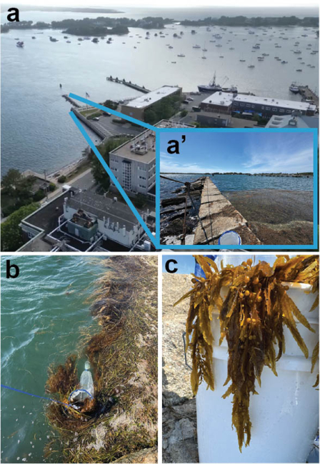 Field site on Waterfront Park where Stentor hondawara was first collected (a, b) and ‘Hondawara’ seaweeds (a larger group of sargassum) (c). (Image credit: Takato Honda)