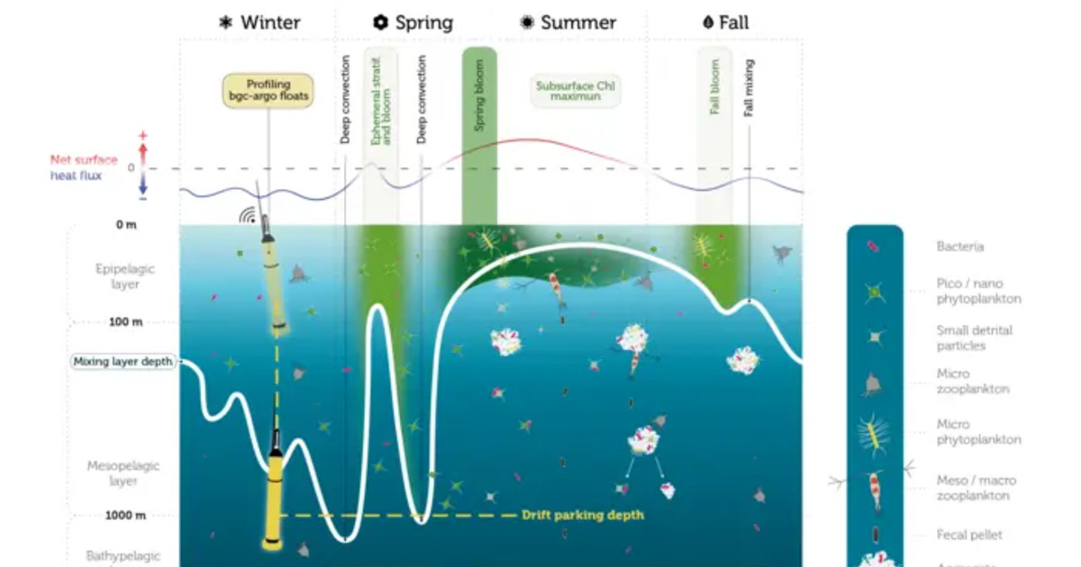Seasonal cycle of small organic particle export and degradation. (Image credit: Martí Galí Tàpies, Barcelona Supercomputing Center)