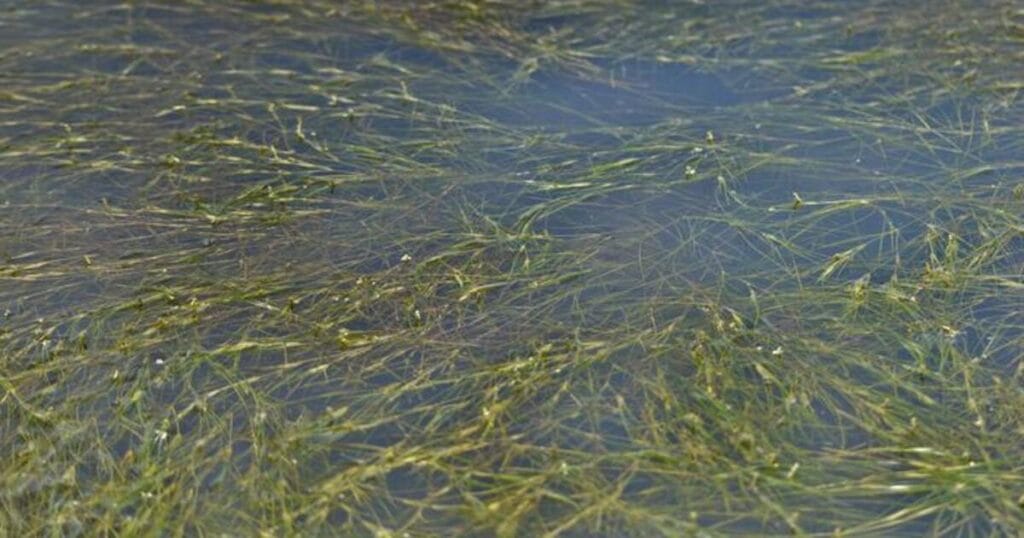 Ruppia maritima, a relatively uncommon native seagrass in Florida's Indian River Lagoon. (Image credit: FAU Harbor Branch)