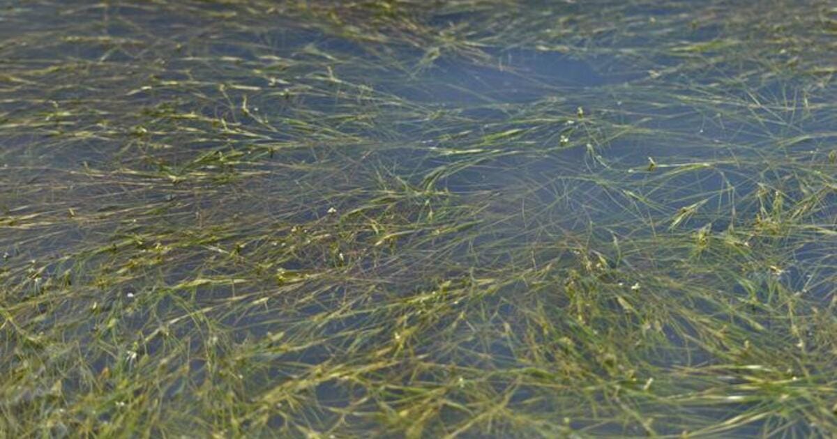 Ruppia maritima, a relatively uncommon native seagrass in Florida's Indian River Lagoon. (Image credit: FAU Harbor Branch)