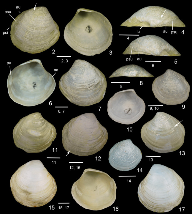 Thyasira okutanii new species. 2–4. Holotype, right valve, NSMT Mo-79883, Ryuyo Canyon. 5–7. Paratype, left valve, NSMT Mo-79884, Ryuyo Canyon. 8–10. left valve, NSMT Mo-79903, Off Hatushima. 11. Paratype, right valve, NSMT Mo79886, Ryuyo Canyon. 12, 16. Paratype, right valve, NSMT Mo-79885, Ryuyo Canyon. 13. Paratype, left valve, NSMT Mo-79887, Ryuyo Canyon. 14. right valve, NSMT Mo-79904, Off Hatsushima. 15. right valve, NSMT Mo-79901, Off Toi. 17. left valve (probably detached valve of 15). NSMT Mo-79902, Off Toi. Abbreviations: aa, anterior adductor muscle scar; au, auricle; lu, lunule; pa, posterior adductor muscle scar; psi, posterior sinus; psu, posterior sulcus. White arrow shows a shallow furrow before posterior sulcus. All scale bars = 5 mm. (Image credit: Ocean Census)