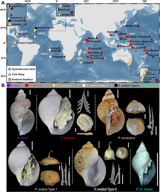(A) Localities of all Phymorhynchus snails with COI sequences used in this study (new and previously published); colors indicate the different species present (see part B). Numbers in red indicate the number of sequences from each locality. (B) Representative images of the shell, egg capsule, and radula of each species-level sub-partition. Scales, bar of the shell, egg capsules, and radula: 1 cm, 2 mm, and 100 µm, respectively. (Image credit: Ocean Census)