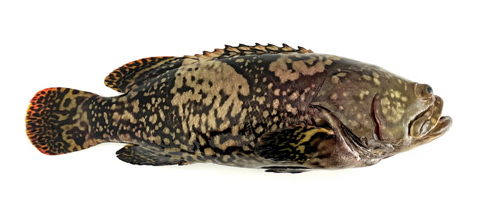While grouper is potentially a star species, in Germany or elsewhere, Oceanloop sees diverse aquaculture production, with multiple species, as the future. Photo courtesy of Oceanloop.