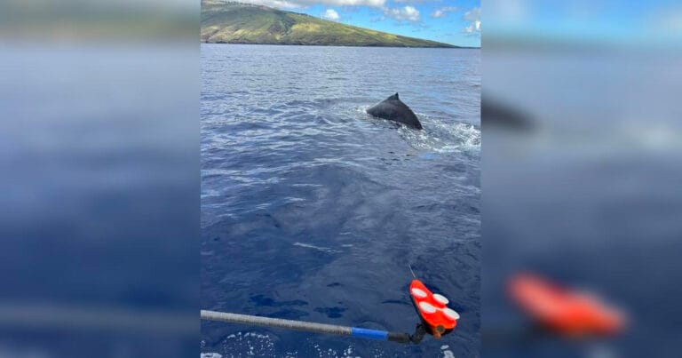 Researchers attaching a suction-cup recording tag to a humpback whale off the coast of Maui. (Image credit: Julia Zeh; NOAA NMFS Permit #19655 and #26593)