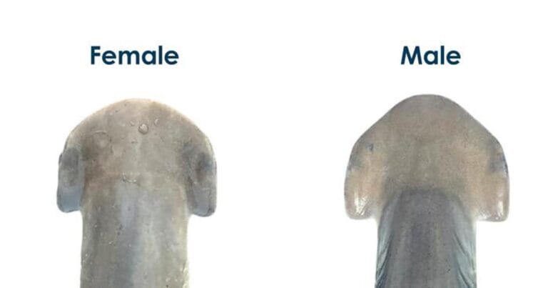 Comparison of female (left) and male (right) bonnethead cephalofoil shapes. (Image credit:Shark research and Conservation Program)