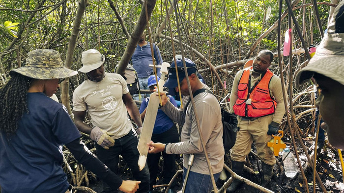 Participants in a December 2024 climate finance capacity-building workshop learn how carbon is sampled from mangrove soil, Port Royal, Jamaica. (Image credit: The Pew Charitable Trusts)