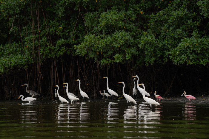 Egrets and spoonbills in mangrove forest, Ecuador. (Image credit: Lucas Bustamante)