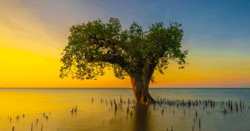 Indonesian mangroves, TNC Photo Contest 2022. (Image credit:: Xiong Xiong, TNC)