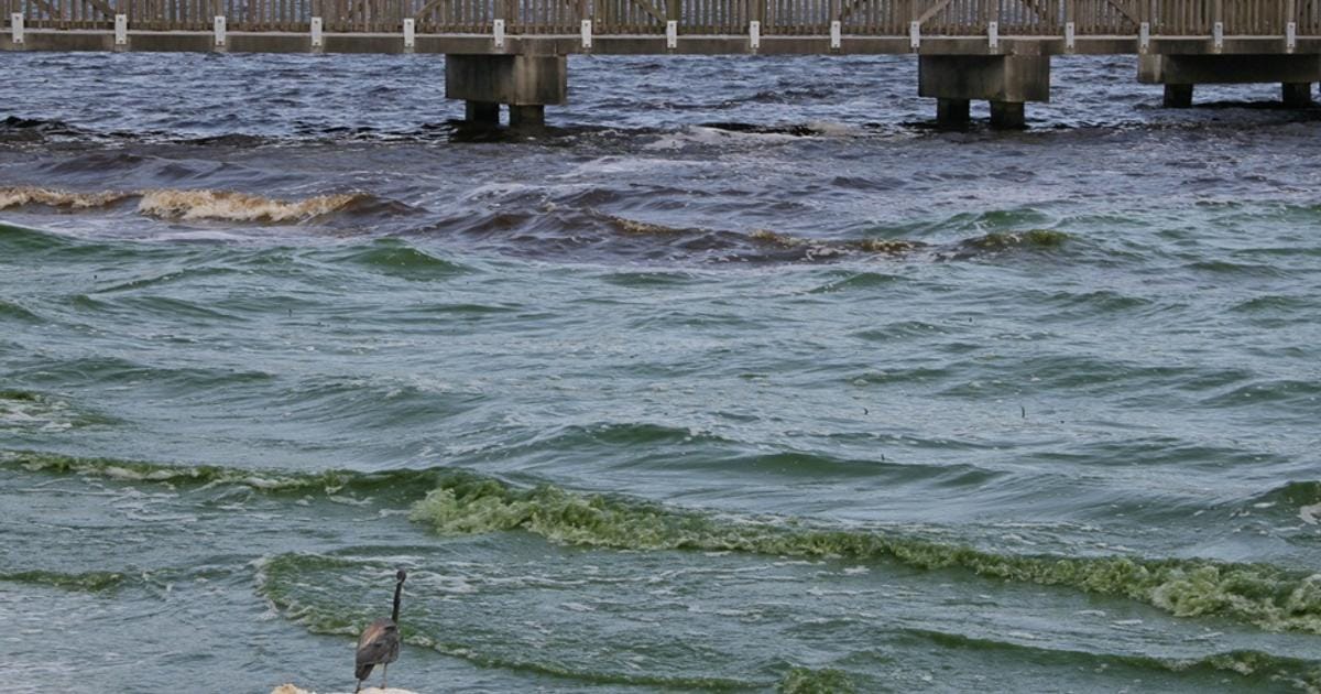 Harmful algal blooms in Florida’s Lake Okeechobee in 2018. (Image credit: Brian Lapointe, Ph.D.)