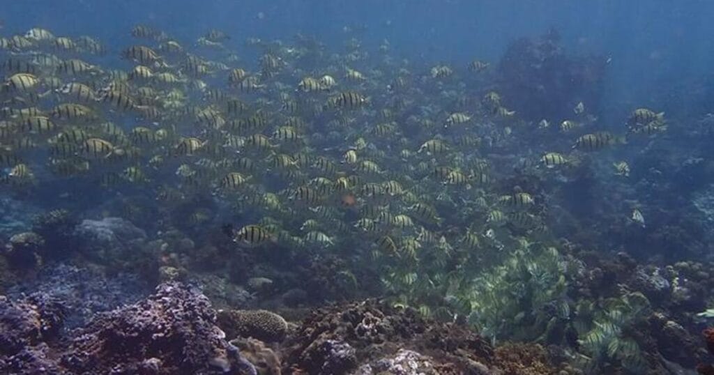 A snapshot of footage taken in the field of a shoal of convict surgeonfish swimming around a reef. (Image credit: Cécile Berthe)