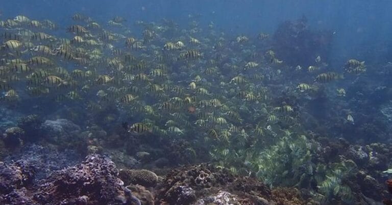 A snapshot of footage taken in the field of a shoal of convict surgeonfish swimming around a reef. (Image credit: Cécile Berthe)